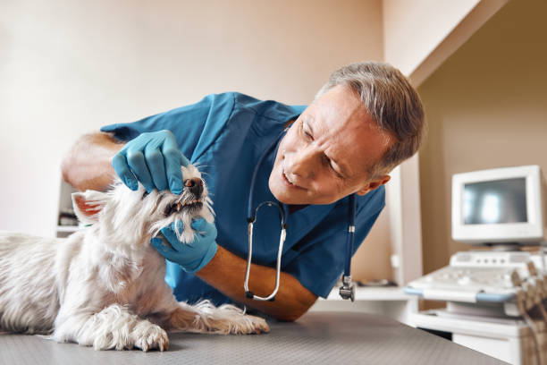 Best Emergency Tooth Extraction in Whitfield, PA